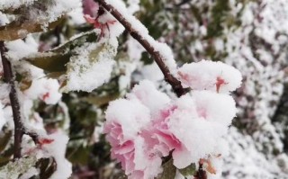 监控摄像出现雪花麻点怎么回事，监控晚上有雪花怎么办呢