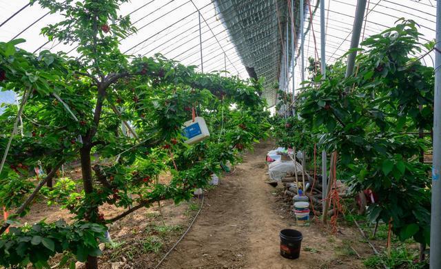 苹果樱桃视频怎么卸载（苗圃的《樱桃》你看过没有？觉得怎么样）-第3张图片-安保之家