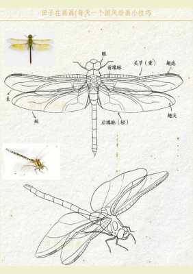 一个画画纸怎么做蜻蜓，复眼摄像机怎么画图-第2张图片-安保之家